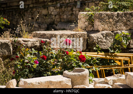 Roses sur les rochers à l'Agora romaine d'Athènes Grèce Banque D'Images