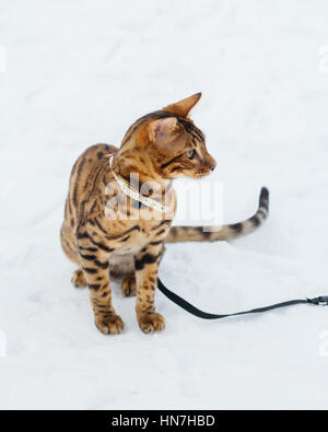 Bengal chat sur fond d'hiver. Banque D'Images