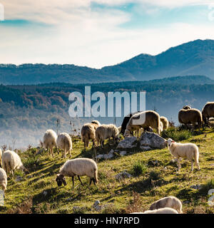 Les moutons paissant dans les hautes montagnes Banque D'Images