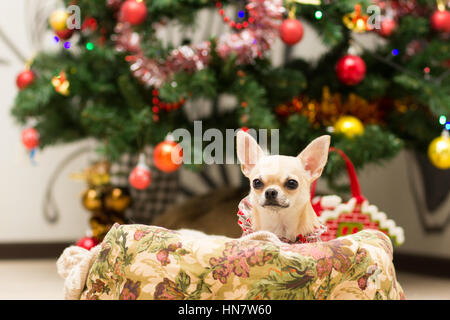 Chihuahua couché dans le canapé à côté de l'arbre de Noël en attente de friandises. Banque D'Images