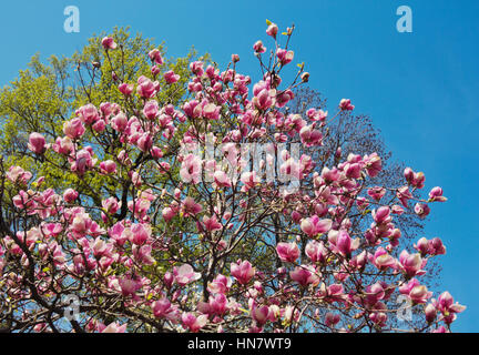 Fleurs de magnolia arbre sur ciel bleu au printemps Banque D'Images