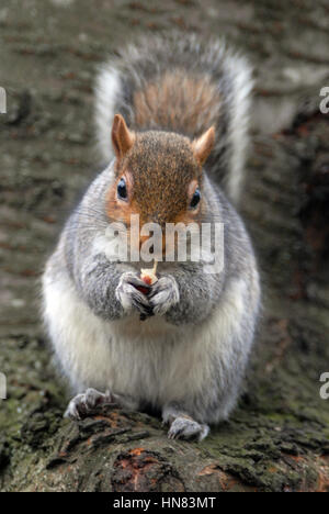 Londres, Royaume-Uni. 09Th Feb 2017. Météo britannique. Écureuil gris alimentation sur son magasin d'écrous sur le froid jour d'hiver en février à Londres park. Credit : JOHNNY ARMSTEAD/Alamy Live News Banque D'Images