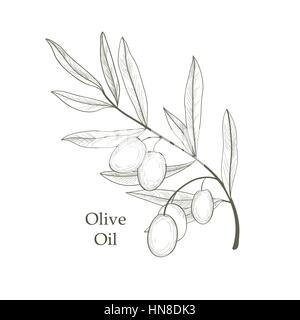 Branche de l'arbre d'olive olives avec croquis isolé sur fond blanc retro vector illustration gravure olive branch Illustration de Vecteur