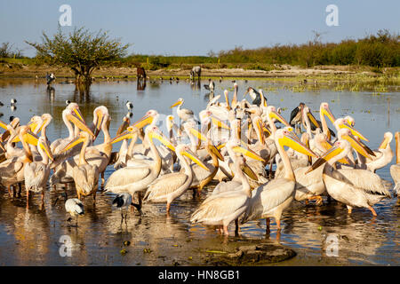 Les pélicans sur la rive du lac, lac Ziway, Ethiopie Banque D'Images