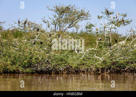 L'île aux oiseaux, le lac Ziway, Ethiopie Banque D'Images