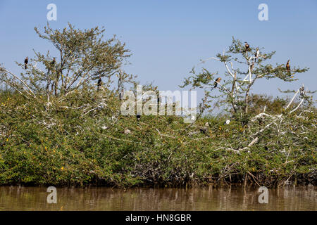 L'île aux oiseaux, le lac Ziway, Ethiopie Banque D'Images