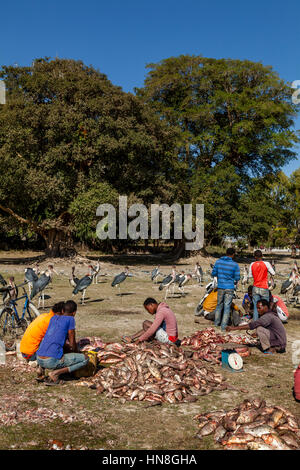 La population locale l'éviscération, filetage et d'un poids de Poisson, lac Ziway, Ethiopie Banque D'Images