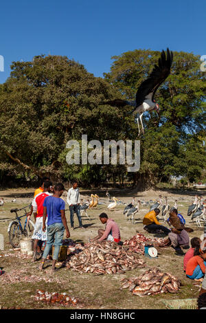 La population locale l'éviscération, filetage et d'un poids de Poisson, lac Ziway, Ethiopie Banque D'Images