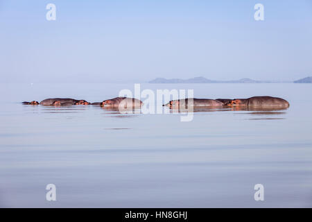 Hippopotames dans le lac Ziway, vallée du Rift éthiopien, l'Éthiopie Banque D'Images