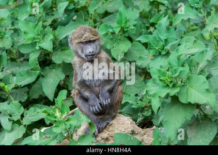 Mignon bébé babouin Olive Papio anubis, assis, vue de face, portrait, Parc National de Nakuru, Kenya, Afrique de l'Est. Babouin juvéniles sauvages. Banque D'Images