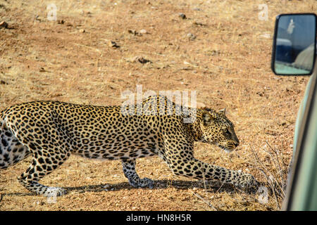 L'Afrique sauvage adultes Léopard, Panthera pardus, slinking passé un véhicule de safari à Samburu, Kenya, Afrique du Nord, le comportement de chasse Leopard Banque D'Images