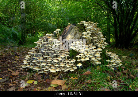 Touffe de soufre - Hypholoma fasciculare Banque D'Images