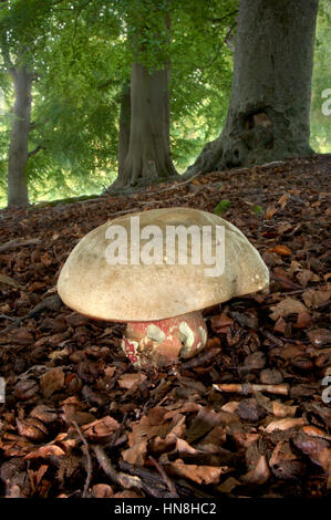 Bolet de Satan - Boletus satanus Banque D'Images