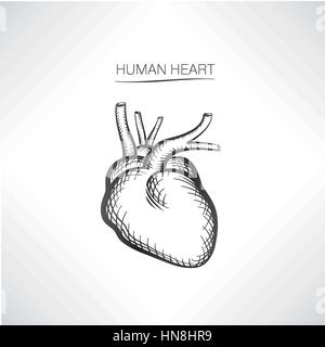 Coeur de l'homme isolé. organe interne croquis icônes Illustration de Vecteur