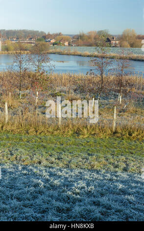 Voir l'herbe givrée, de grillage et de jeunes arbres au bord de l'étang à proximité partiellement congelé avec Housing Estate, Allerton Bywater, Angleterre, Nove Banque D'Images