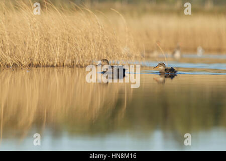 Le Canard chipeau (Anas strepera) mâles et femelles adultes, la natation à côté de roselière, sur l'emplacement de l'ancienne mine de charbon à ciel ouvert, St Aidans réserve RSPB, West Yorkshire, Banque D'Images