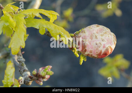 Gall sur Apple chêne chêne (Quercus robur) causés par Gall Wasp, Letchmire les pâturages, West Yorkshire, Angleterre, avril Banque D'Images