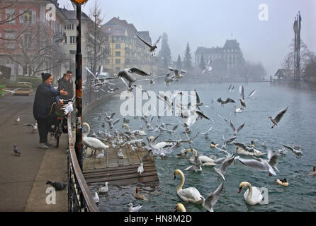'Lunch' temps pour les mouettes, les cygnes et autres oiseaux par l'Aar à Thoune ville, Oberland Bernois, Suisse Banque D'Images