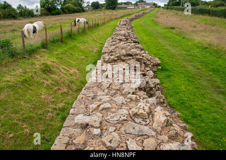 L'Angleterre, dans le Yorkshire, Newcastle - Mur d'Hadrien, également connu sous le nom de l'enceinte romaine, était une fortification défensive dans la province romaine de Britannia construit u Banque D'Images