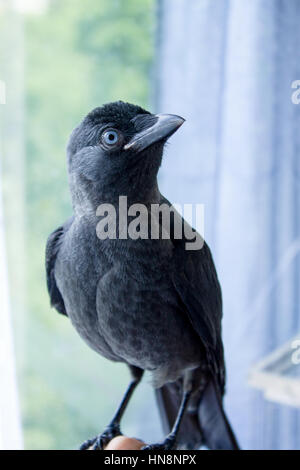 Jackdaw oiseaux fait main close up, pas peur de personnes Banque D'Images