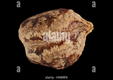 Impatiens glandulifera balsamine de l'Himalaya, Drüsiges Springkraut, semences, Close up, la taille de la semence 4-5 mm