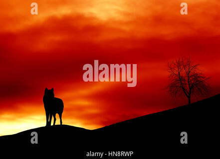 Loup solitaire debout sur la crête d'une colline avec un ciel coucher de soleil rouge en arrière-plan Banque D'Images