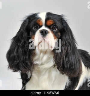 Cavalier King Charles Spaniel Banque D'Images