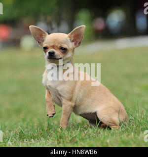 chien Chihuahua Banque D'Images