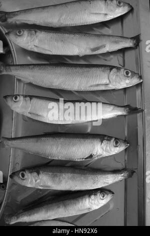 Peu de poissons congelés taille mise en gamme courte en noir et blanc. Non seulement pour manger, mais pour comprendre de la croissance Banque D'Images