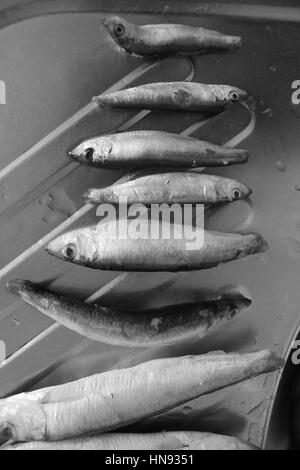 Peu de poissons congelés taille mise en gamme courte en noir et blanc. Non seulement pour manger, mais pour comprendre de la croissance Banque D'Images