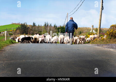 Éleveur avec troupeau sur la route dans le comté de Donegal, Irlande Banque D'Images