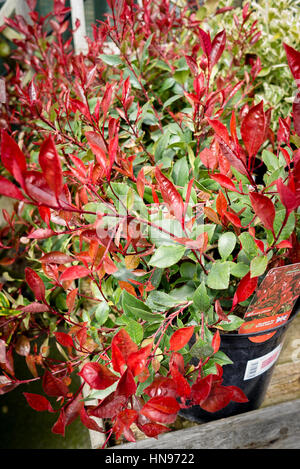 Photinia x fraseri Little Red Robin dans un pot de 7.5L à vendre dans un jardin centré Banque D'Images