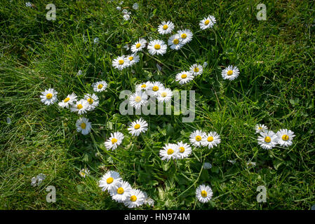 Floraison de marguerites sauvages sur une pelouse Banque D'Images