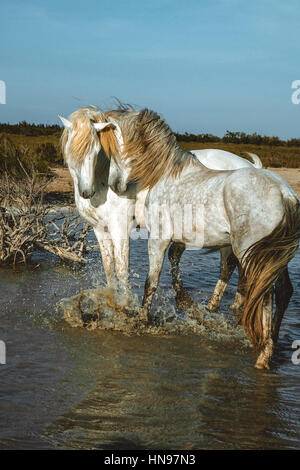 Combat de cheval Banque D'Images