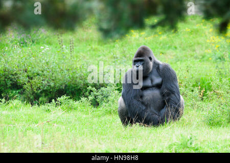 Gorilla est assis tranquillement sur l'herbe et l'air sombre Banque D'Images