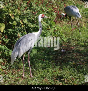 Paire d'Asie centrale d'alimentation des grues à cou blanc (Grus vipio) Banque D'Images