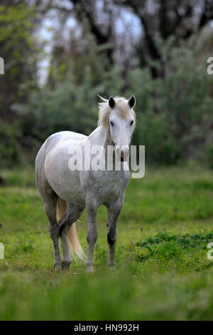 Cheval de Camargue, Equus caballus, Saintes Marie de la mer, en France, d'Europe, Camargue, Bouches du Rhône, mare in meadow Banque D'Images