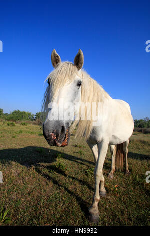 Cheval de Camargue, Equus caballus, Saintes Marie de la mer, en France, d'Europe, Camargue, Bouches du Rhône, mare portrait Banque D'Images