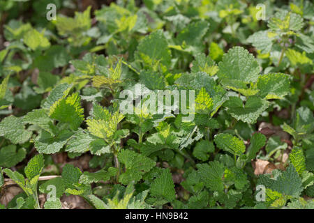 Gefleckte Taubnessel, Blatt, Blätter vor der Blüte, Lamium maculatum Lamier tacheté, Banque D'Images