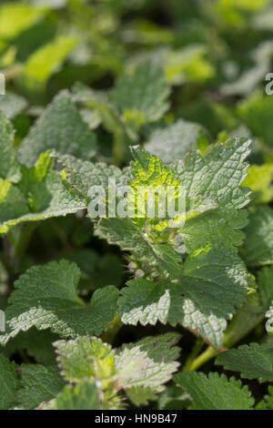 Gefleckte Taubnessel, Blatt, Blätter vor der Blüte, Lamium maculatum Lamier tacheté, Banque D'Images