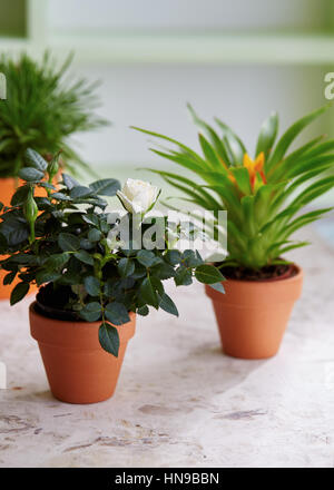 Rose Miniature de plante en pot de fleurs. Un assortiment de plantes en pot sur la table. Banque D'Images