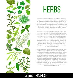 Herbes culinaires populaires situé dans la colonne de description. Avantages de la cuisson des épices dans l'affiche informative avec texte. Concevoir pour les cosmétiques, de stocker, de marché Illustration de Vecteur