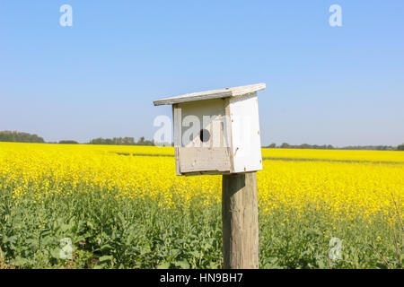 Champ de canola dans l'Ouest du Canada Banque D'Images