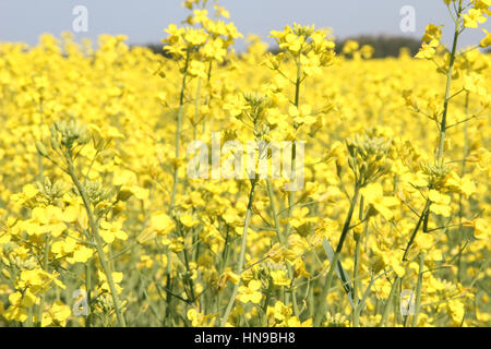 Champ de canola dans l'Ouest du Canada Banque D'Images