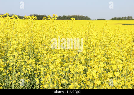 Champ de canola dans l'Ouest du Canada Banque D'Images