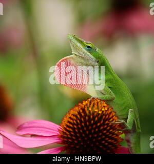 Green Anole Lizard Banque D'Images