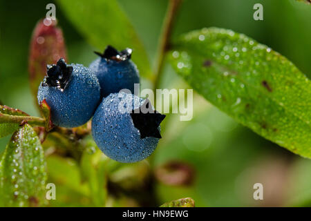 Close up de bleuets sauvages de plus en plus mûres dans les bois dans la nature avec des gouttes de rosée. Banque D'Images