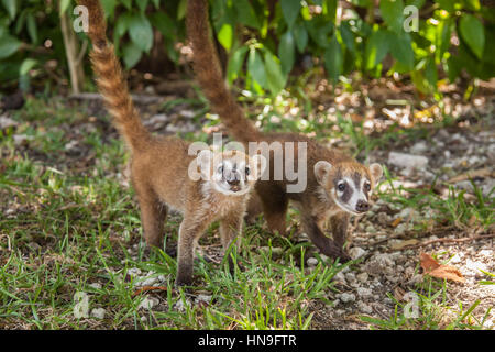 Paire de coati à nez blanc (Nasua narica) à l'hôtel Grand Bahia Principe Coba resort, Riviera Maya, Quintana Roo, Mexique. Banque D'Images