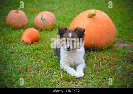 Fluffy puppy avec une citrouille sur une herbe verte Banque D'Images