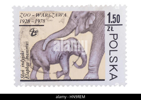 Pologne - circa 1978 : timbre imprimé en éléphant montre mo Banque D'Images